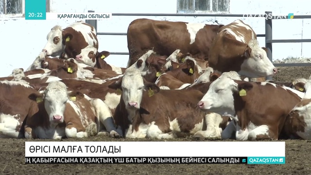 Қарағанды өңіріне Еуропадан ірі қара мал жеткізілді