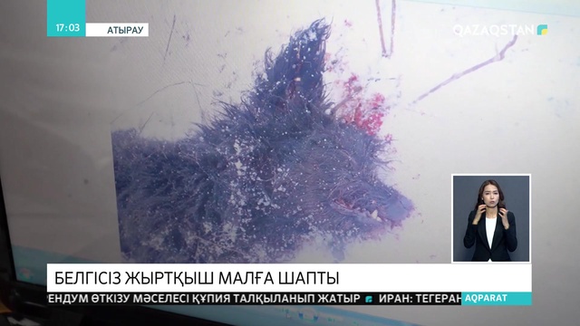 Атырауда белгісіз жыртқыш аң ұсақ малды қырып кеткен