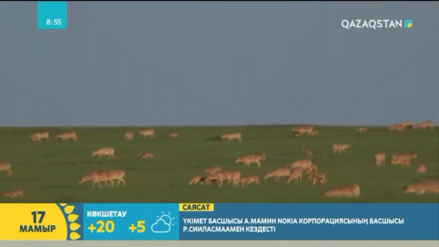 Қазақстанда киік санының азаюына не себеп?