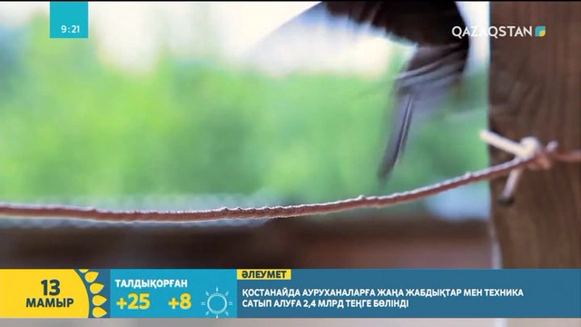 Киелі қарлығаш құсы туралы не білесіз?