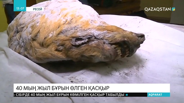 Сібірде осыдан 40 мың жыл бұрын өлген қасқырдың басы табылды