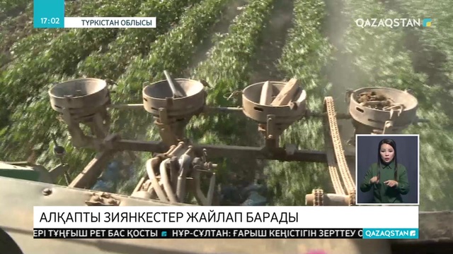 Түркістан облысында мақтаға зиянкестер қырғидай тиді