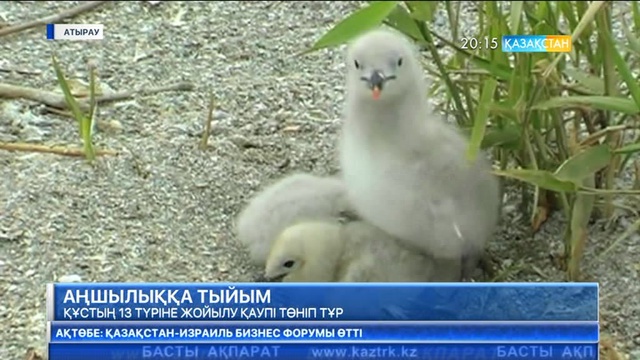 Атырауда Қызыл кітапқа енген 13 құс түрінің қатары сиреген