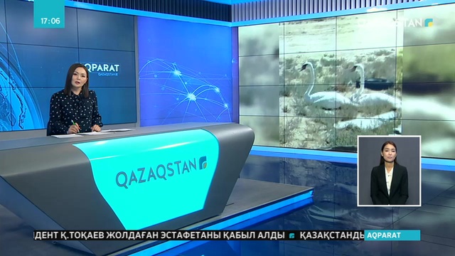 Маңғыстауда шөл далада адасқан аққулар табылды