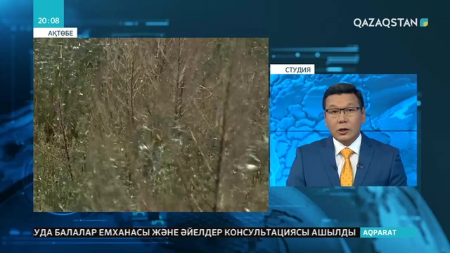 Ақтөбеде екі жыл бұрын отырғызылған 1 миллион 200 мың ағаштың барлығы қурап кеткен