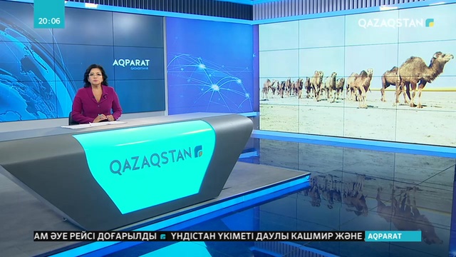 Маңғыстау облысында белгісіз себептен түйелер қырылып жатыр