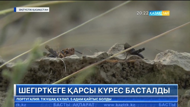 Оңтүстік Қазақстан облысында шегірткеге қарсы күрес басталды