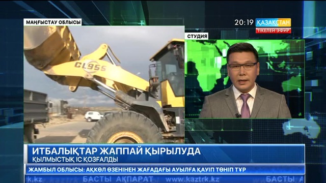 Маңғыстауда итбалықтар жаппай қырылуына байланысты қылмыстық іс қозғалды