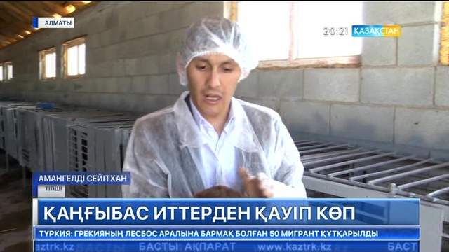 Алматыда қаңғыбас иттер саны артты