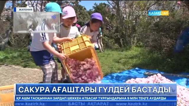 Жапонияда сакура ағаштары гүлдей бастады