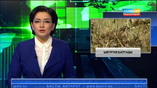 Жамбыл облысы аумағындағы жайылымдарды шегіртке басты