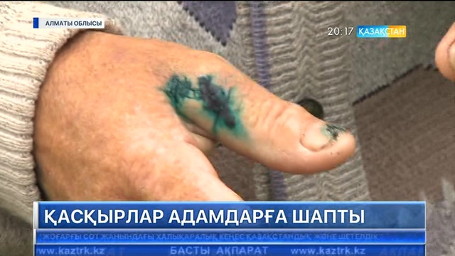 Алматы облысының Райымбек ауданында екі малшы арланның шабуылынан жарақаттанды