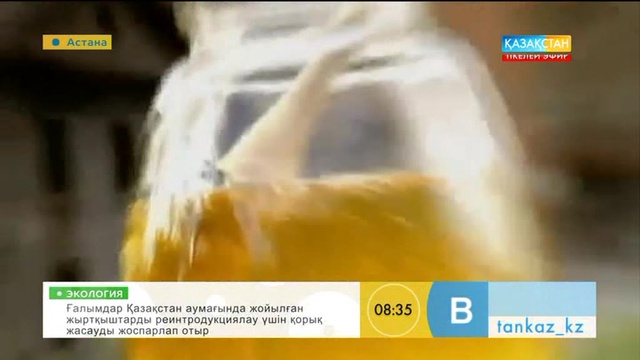 Ара балы қалай алынады?