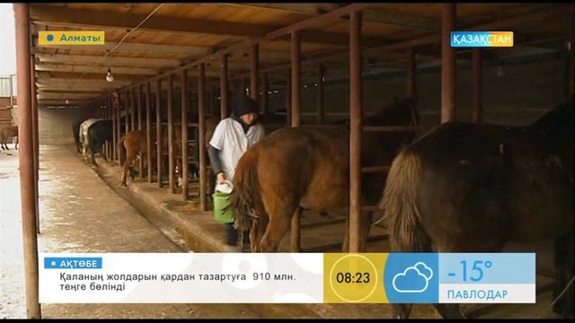 «Таңшолпан». Саумалдың пайдасы туралы не білесіз?