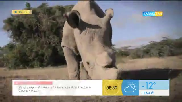 Жер бетінде сирек кездесетін ақ мүйізтұмсық неге құрып бара жатыр?