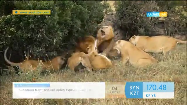 32 арыстанмен арпалысқан африкалық зоолог жайлы не білесіз?