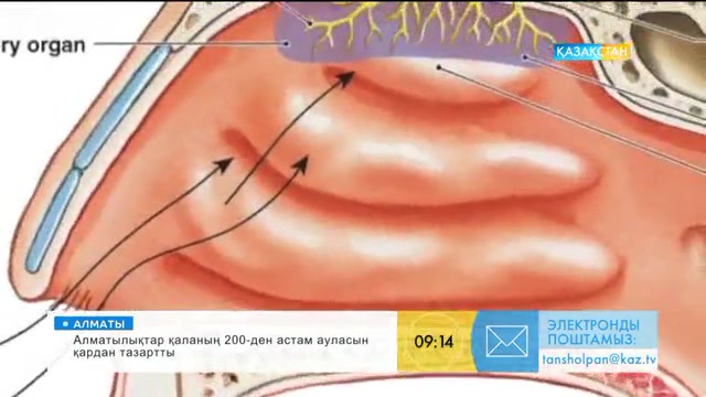 «Таңшолпан». Құлақ, мұрын ауруларының алдын алу туралы не білесіз?