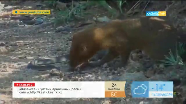 «Таңшолпан». Жануарлар әлемі