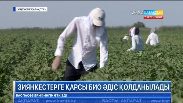 Оңтүстік Қазақстан облысында зиянкестерге қарсы биоәдіс қолданылады