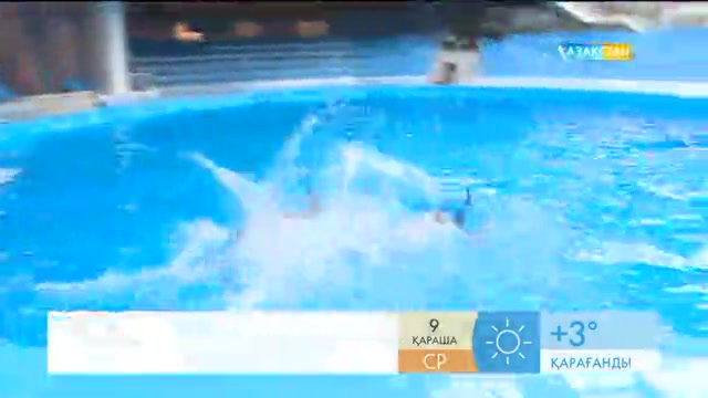 «Таңшолпан». Дельфиндерді қолға үйретудің ерекшеліктері