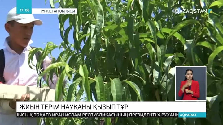 Түркістанда күзгі жиым-терім басталды