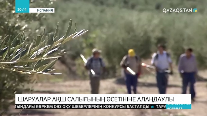 Зәйтүн өсірушілер АҚШ тарифінің өсуінен бизнестері дағдарысқа ұшырауы мүмкін деп шағымданды