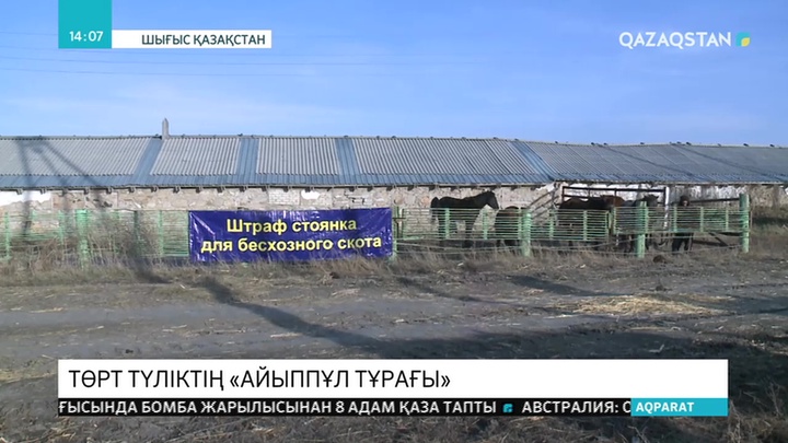 Қараусыз жүрген малдар айыптұраққа қамалуда