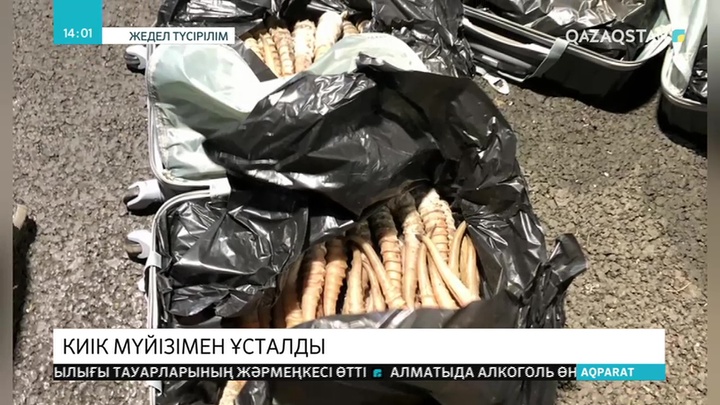 Шекарада 439 млн теңге болатын киік мүйізі тәркіленді