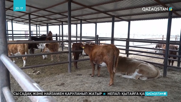 Атырау қасапханасында арам сойылған малды сауда нүктелеріне жіберіп отырған