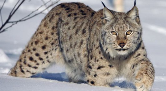 Франциядағы жалаңаш митингі Жыныстық ұйықтау апа