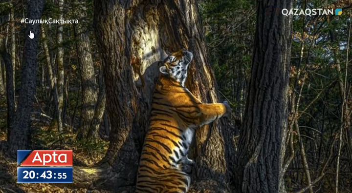 Амур жолбарысының суреті дүниежүзілік конкурста жеңіске жетті