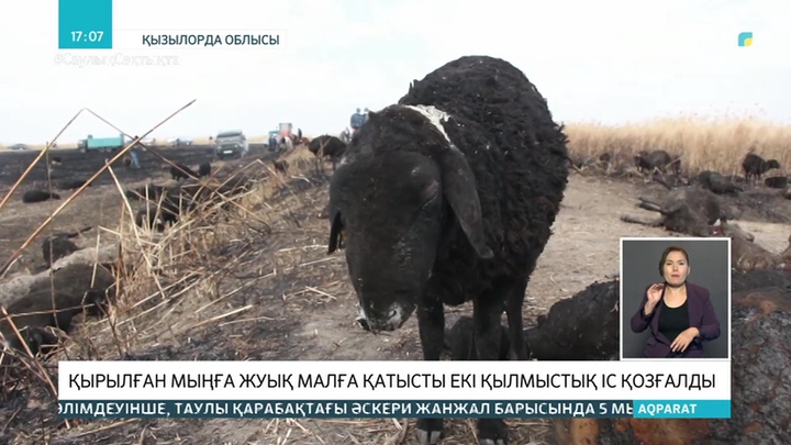 Қызылордада бір отар қой тірілей жанып кетті: Оқиғаға қатысты қылмыстық іс қозғалды