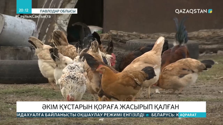 Ауыл әкімі құс тұмауына орай шешім шығарғанымен, өз құстарын жасырып ұстаған