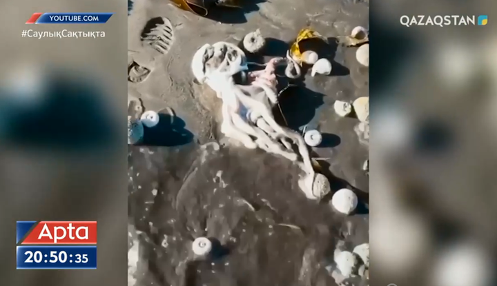 Тынық мұхитында жәндіктер  қырылып жатыр