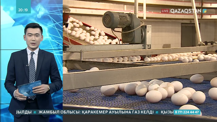 Келесі жылы жұмыртқа жетіспеушілігі болуы мүмкін