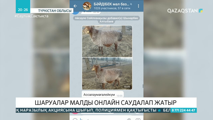 Түркістанда шаруалар малды онлайн саудалап жатыр