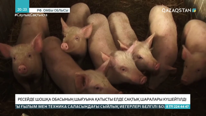 Ресейде шошқа обасының шығуына қатысты елде сақтық шаралары күшейтілді