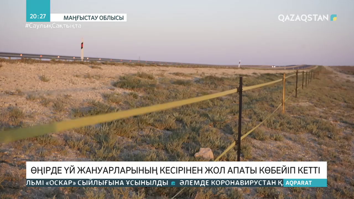Маңғыстауда үй жануарларының кесірінен жол апаты көбейген