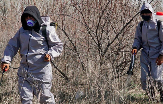 Елордада масаға қарсы дезинсекциялық жұмыстар басталды