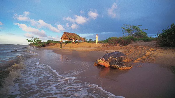 Туристік аймақтарға сирек кездесетін жануарлар қайта келуде