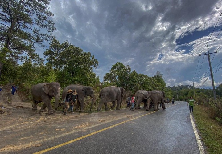Таиландтың туристік аймақтарындағы пілдер табиғи мекен-жайларына оралуда