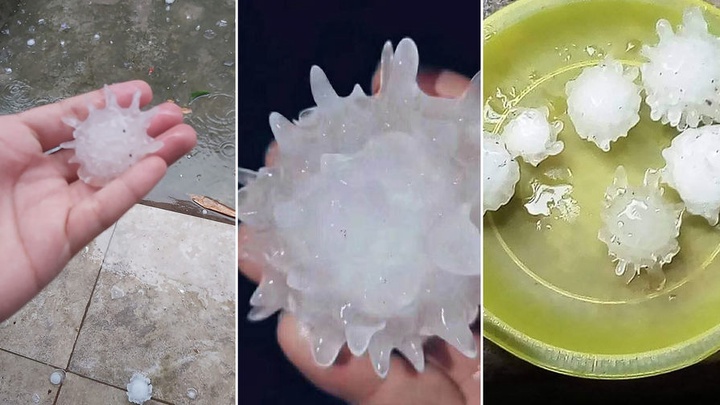 Мексикада коронавирусқа ұқсас бұршақ жауды