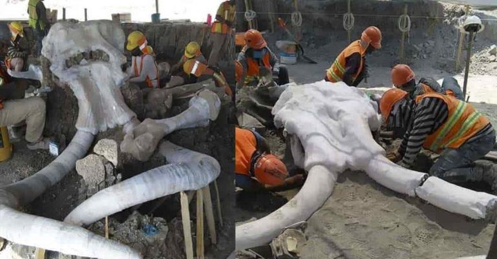 Мексикада «мамонттар қабірі» табылды