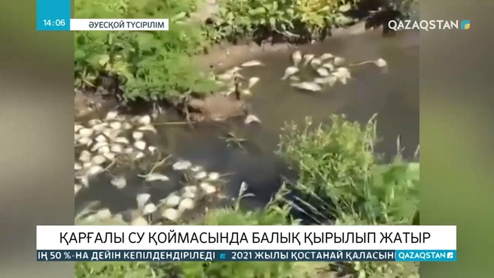 Ақтөбе облысындағы Қарғалы су қоймасында балық қырылып жатыр