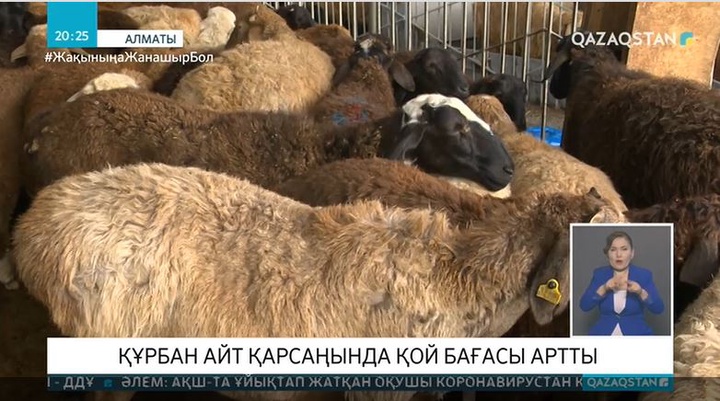 Құрбан айт қарсаңында қой бағасы артты