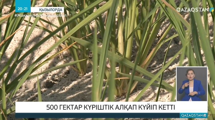 500 гектар күріштік алқап күйіп кетті