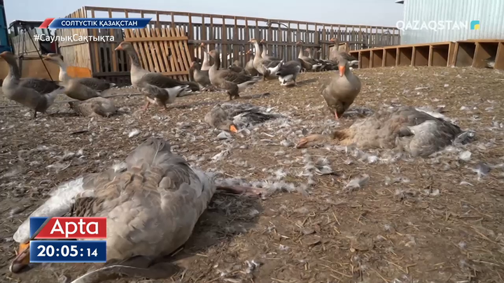 СҚО-да құс тұмауына байланысты карантин жарияланды