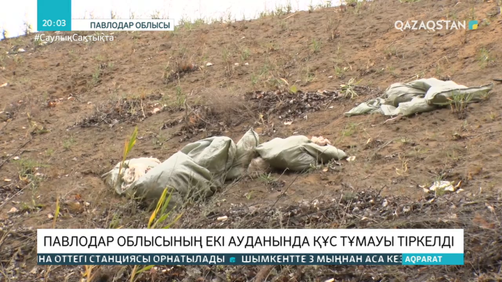 Павлодар облысының екі ауданында құс тұмауы тіркелді