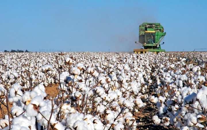 15 млрд тг керек: Мақташылар жиын-терім жасауға ақша таппай отыр