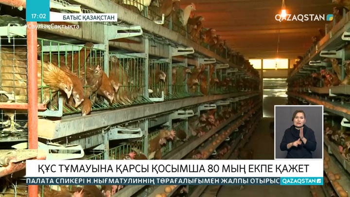 80 мың вакцина қажет: БҚО-да құс тұмауының алдын алу шаралары жүріп жатыр